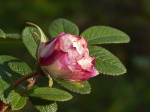 DSCN8734.JPG
