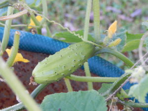 DSCN8588.JPG