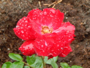 DSCN6637.JPG