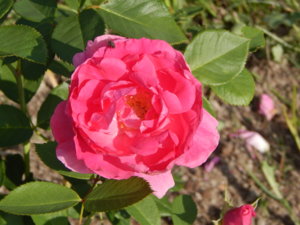 DSCN8138.JPG