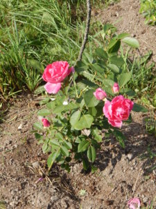 DSCN8139.JPG