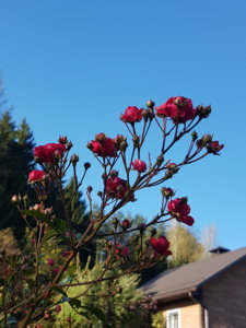 20181006_110234.jpg