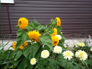 IMG_20180916_111330.jpg