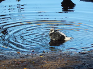 DSCN8858.JPG
