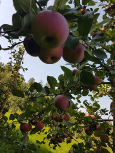 20180909_132217.jpg