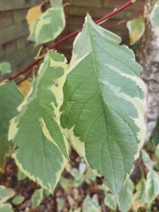 20181007_102901.jpg