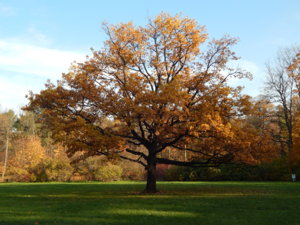 DSCN8895.JPG