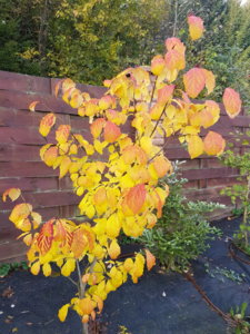 20181007_103859.jpg