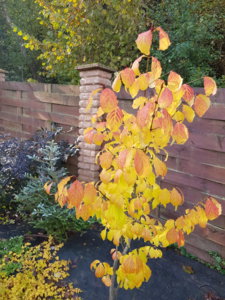 20181007_103943.jpg