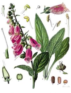 Digitalis_purpurea_-_Köhler–s_Medizinal-Pflanzen-053.jpg