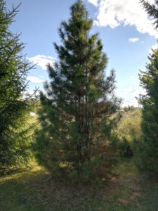 IMG_20180915_143028.jpg