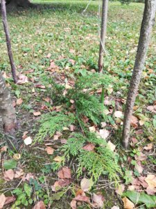IMG_20180915_141451.jpg