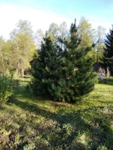 IMG_20180511_174936.jpg