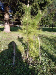 IMG_20180511_173928.jpg