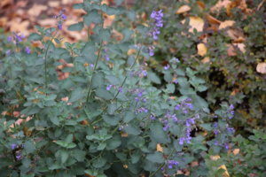 IMG_0123.JPG