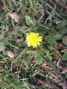 IMG_20181020_142600.jpg