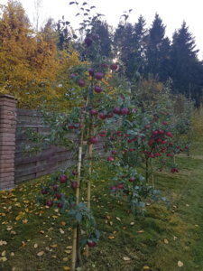20181012_151155.jpg