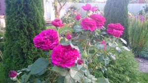 DSC_0094.JPG