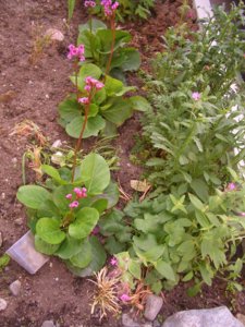 2017.07.17 _CIMG1034.JPG