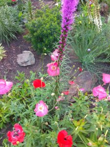 IMG_20180907_172243.jpg