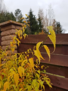 20181028_155325.jpg