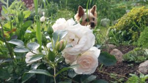 IMG_20160708_181019.jpg