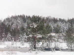 IMG_20170414_070203.jpg
