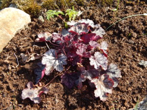 DSCN4450.JPG