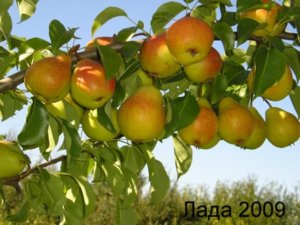гр9 лада-09.jpg