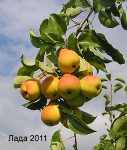 гр лада2011.jpg