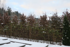 IMG_4357.JPG