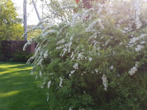 20170525_083722.jpg