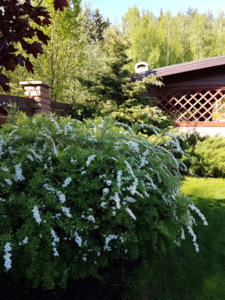 20170525_084035.jpg