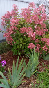 DSC_1115.jpg