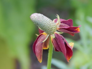 DSCN9663.JPG