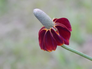 DSCN9901.JPG