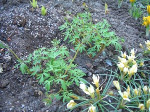 2018.05.16 Уч №2 Хохлатка плотная Corydalis solida _G.P.Baker_CIMG2432.JPG