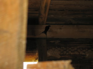 IMG_7632.jpg