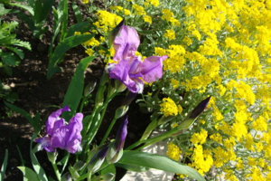 сочетание.jpg