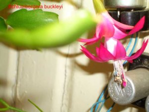 Schlumbergera buckley.jpg