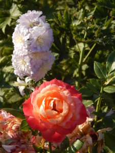 DSCN7467.JPG