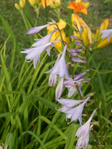 DSCN7587.JPG