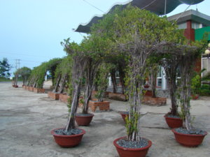 DSC09322.JPG