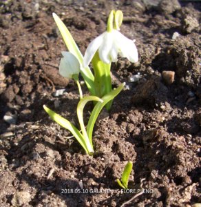 2018.05.10 Галантус белоснежный махровый или подснежник (Galanthus nivalis_Flore Pleno_) .jpg