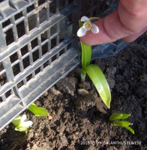 2018.05.05_ Подснежник GALANTHUS ELWESII_  ф_ CIMG2198.jpg