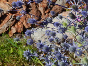 DSCN3723.JPG