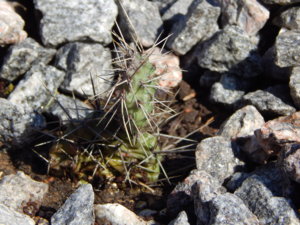 DSCN5726.JPG