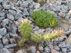 DSCN7945.JPG