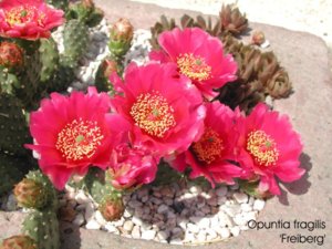 opuntia_fragilis_freiberg.jpg