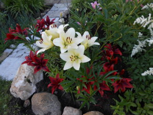 DSCN0925.JPG